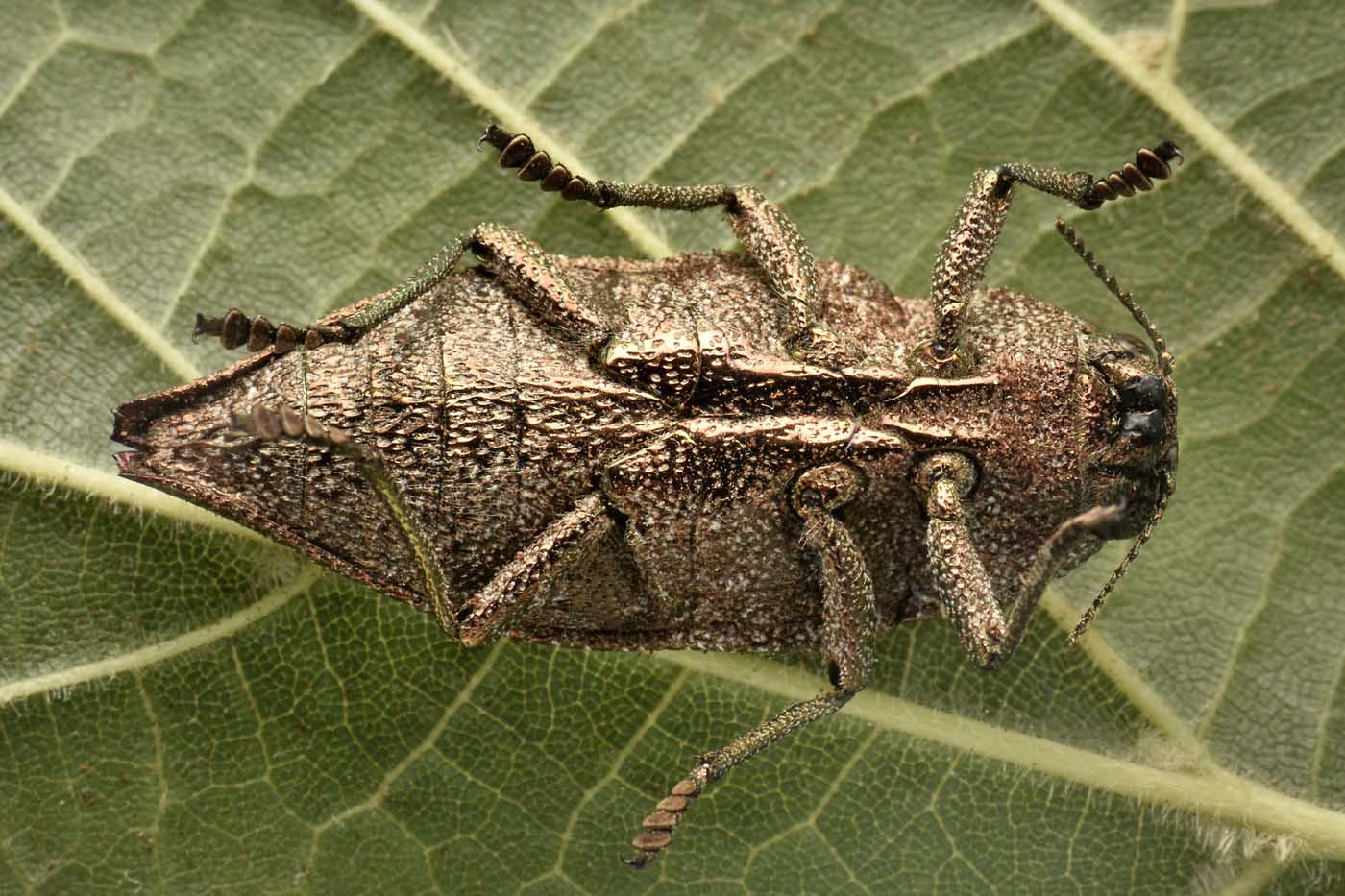 Buprestidae: Dicerca aenea ? S